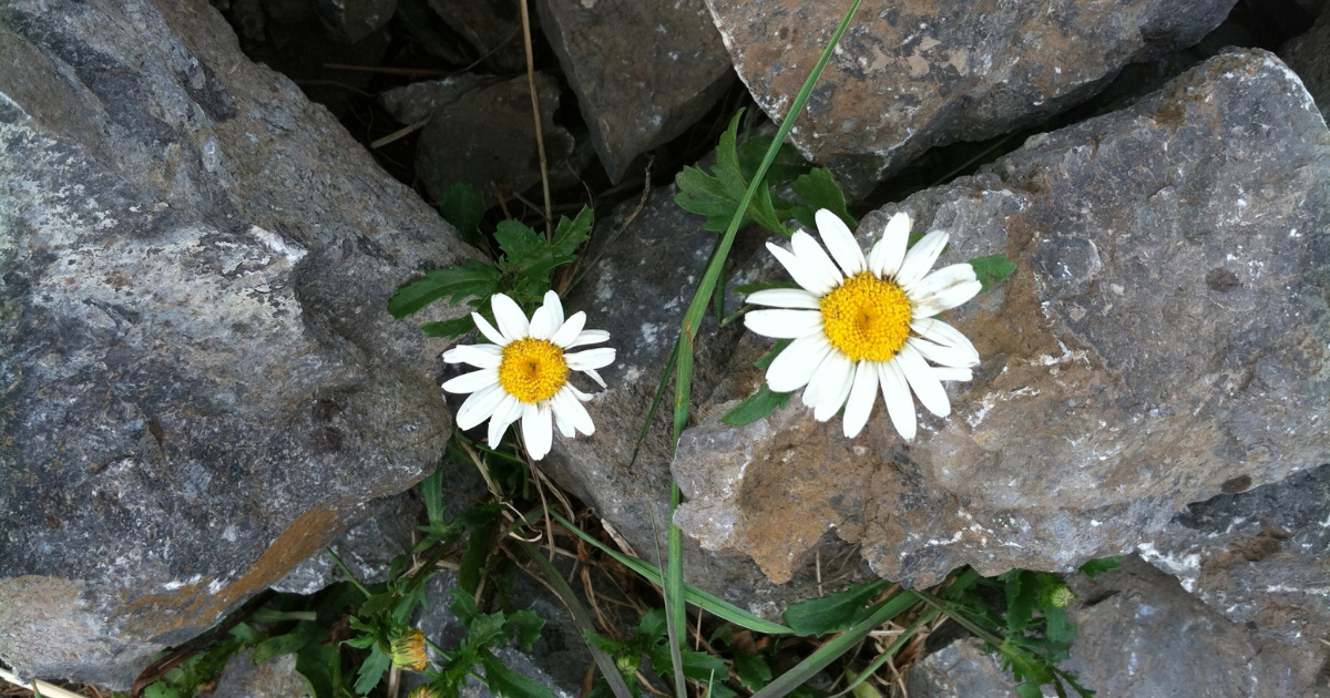 Flor entre pedras